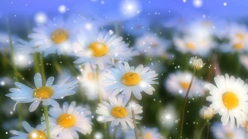 Daisies Glow, blue, bokeh, wild flowers, glow, flowers, Firefox Persona theme, daisies HD wallpaper