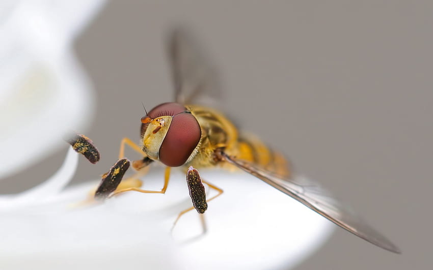 มาโคร ตา แมลง ผึ้ง ปีก วอลล์เปเปอร์ HD