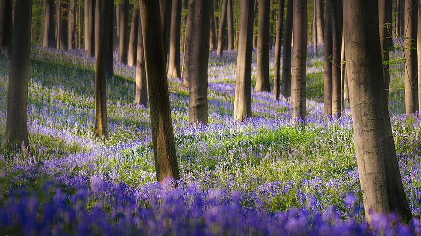 Magica foresta di campanule, Hallerbos, Belgio, alberi, luce del sole, primavera, fiori Sfondo HD