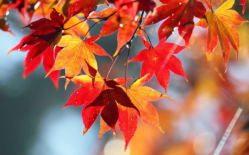 Maple Leaves , Canada Maple Leaf HD wallpaper