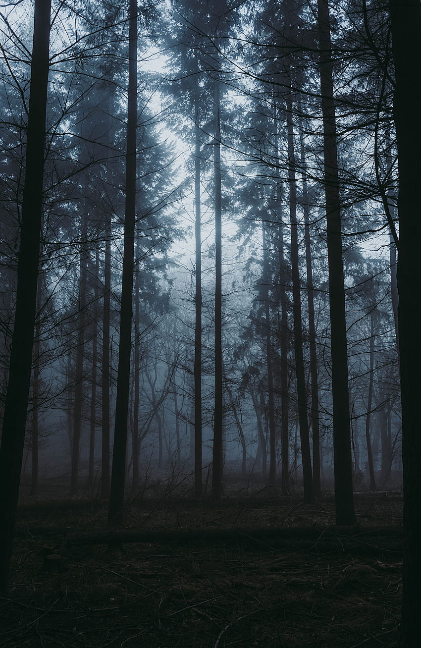Природа, дървета, здрач, гора, мъгла, здрач HD тапет за телефон