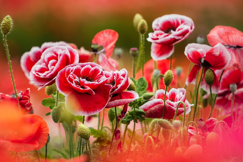 ❤, Flowers, Summer, Buds, Poppies HD wallpaper