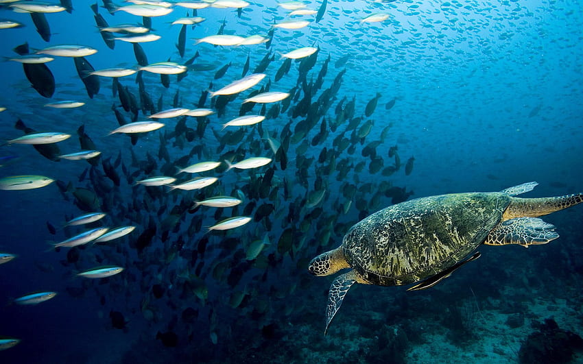 Tiere, Meer, Fische, Ozean, Unterwasserwelt, Schwimmen, Schwimmen, Schildkröte HD-Hintergrundbild