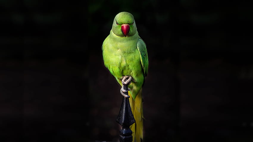 parrot, green, bird, sit, portrait, , background, 8309 HD wallpaper