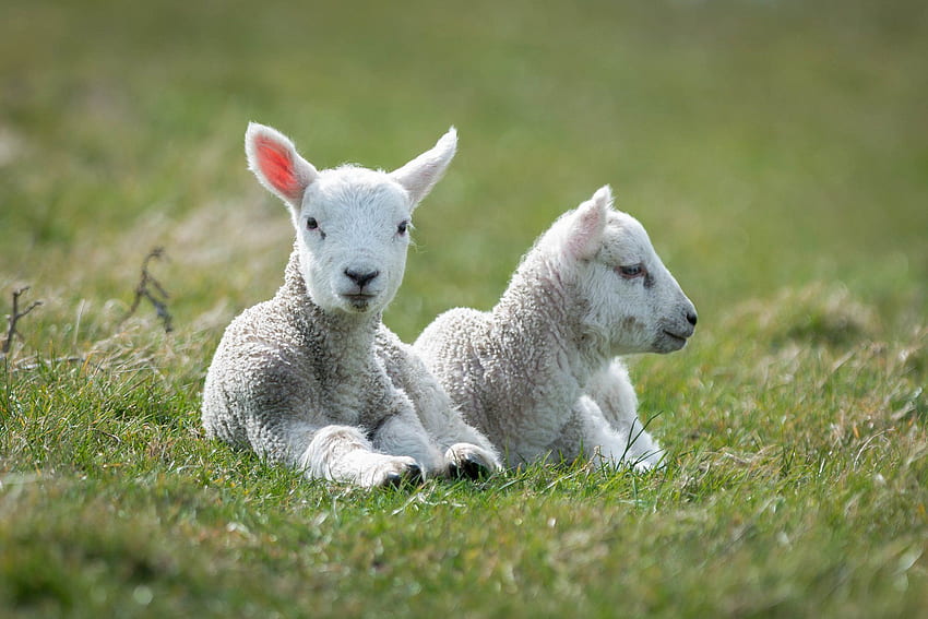 lie, Two, Sheep, White, Lamb / and Mobile HD wallpaper