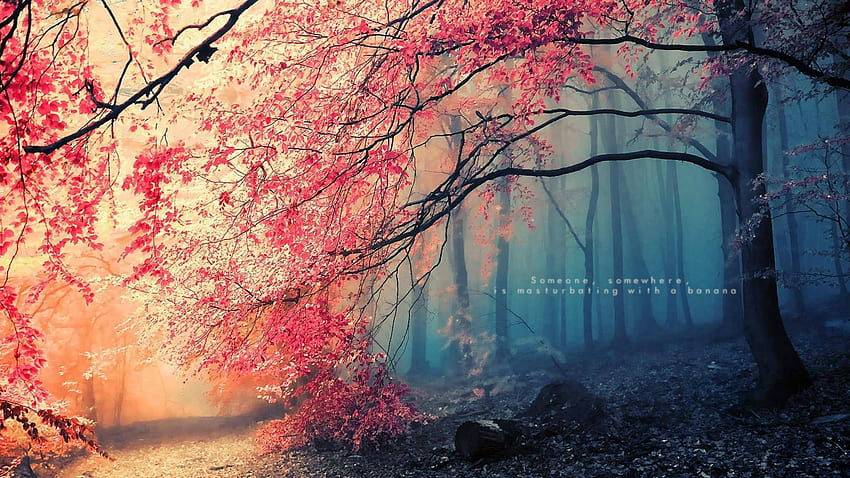 Fuckscapes [Part 1/?] (I like the hidden message kind.). Forest , Forest , Autumn forest HD wallpaper