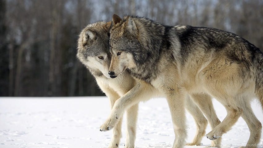 High Resolution Wolf 1920×1080 Full Size Si, Canis Lupus HD wallpaper