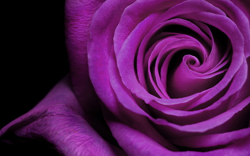 plantas, flores, fundo, rosas, violeta papel de parede HD