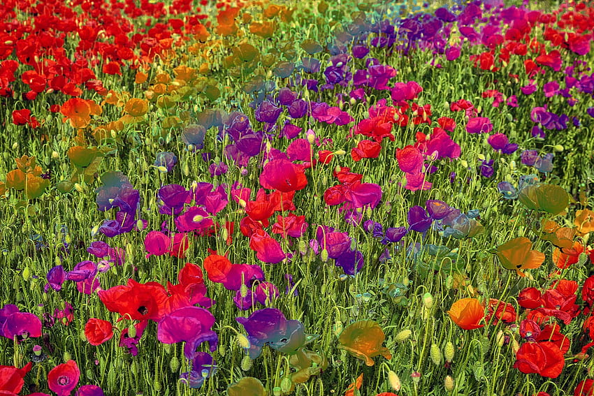 Rainbow poppy field, poppies, rainbow, poppy, field, nature HD wallpaper