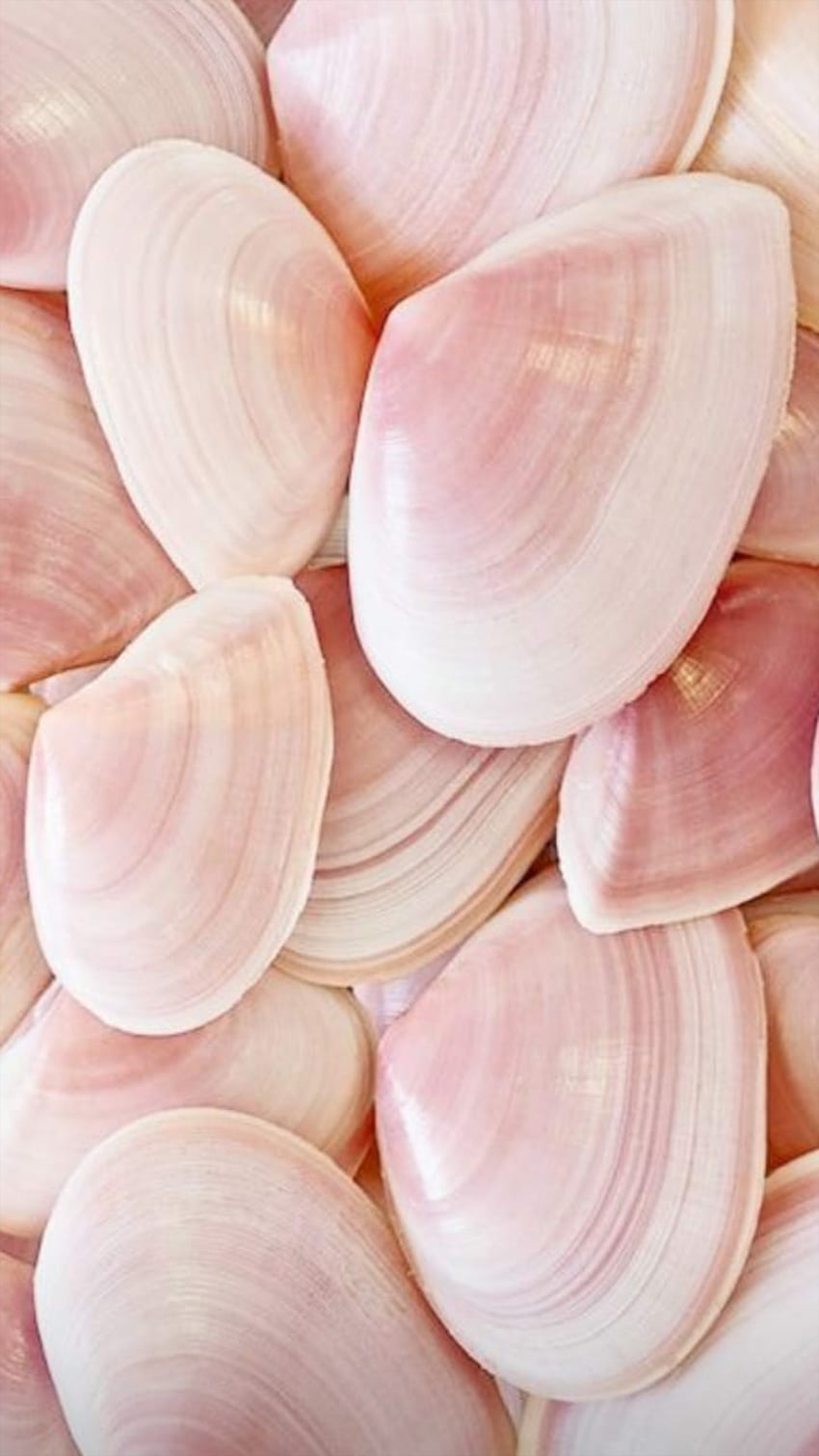 about pink in Background.. by HADEER.. هدير, Pink Seashell HD phone wallpaper