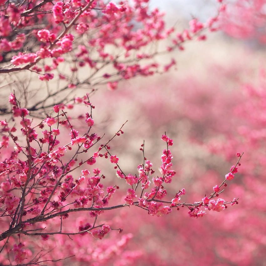 iPad - musim semi bunga alam mekar merah muda wallpaper ponsel HD