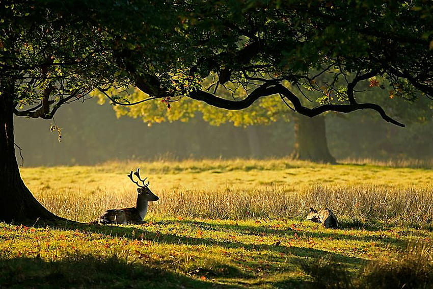 Rest stop, shade, resting, sunlight, deer, green, branches, trees, grassland HD wallpaper