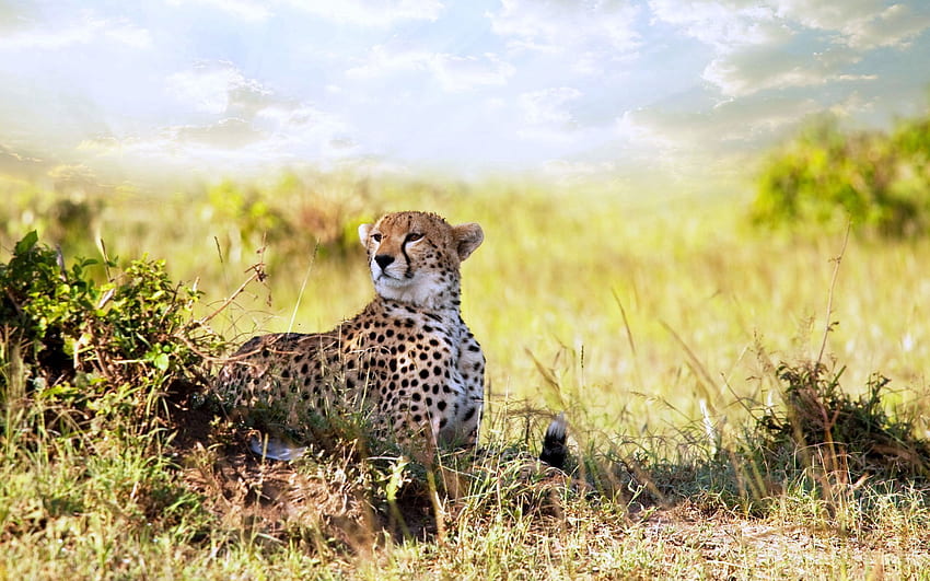 Tiere, Gras, Gepard, hinlegen, liegen, Raubtier HD-Hintergrundbild
