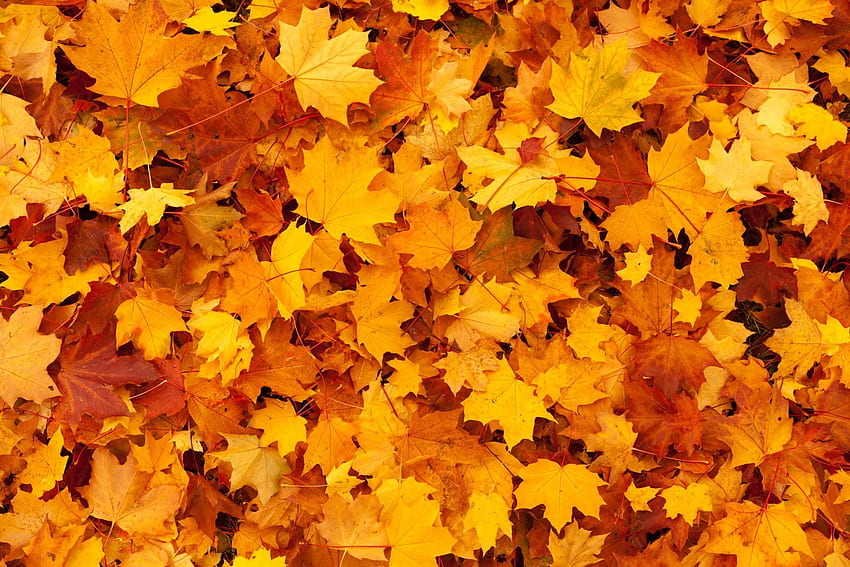 Fall leaves, nature, leaves, fall, yellow, autumn, orange HD wallpaper