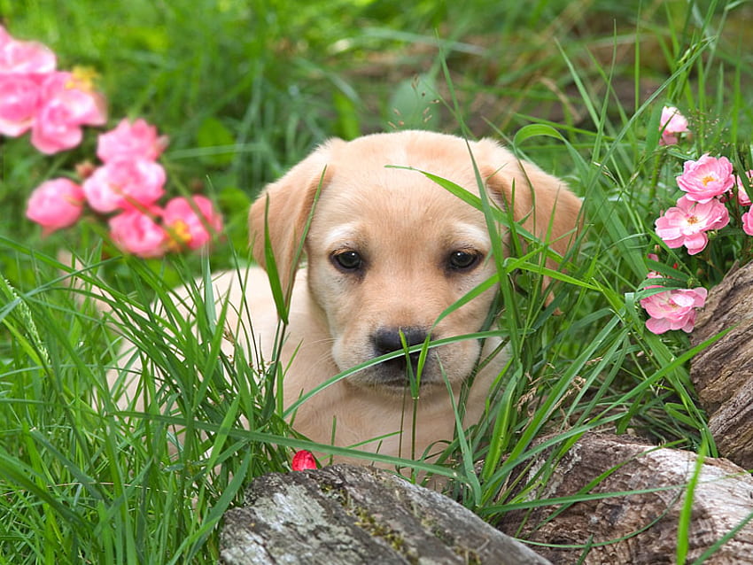 She'll Never Find Me Here, dog, puppy, canine, domestic HD wallpaper