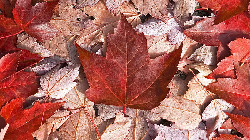 Canadá, bandera, hojas, arce, fresco - Canadá completo -, hoja de arce de Canadá fondo de pantalla
