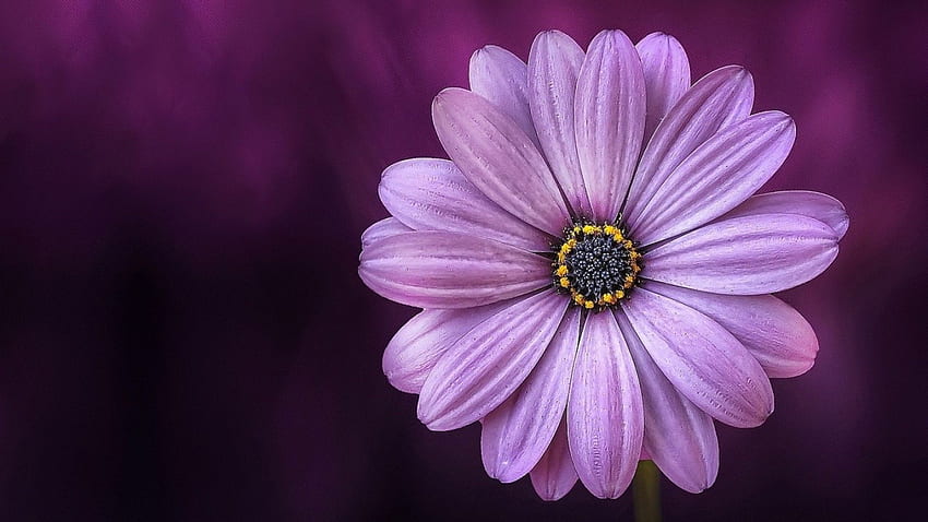 Purple Daisy Flower Laptop Full HD wallpaper