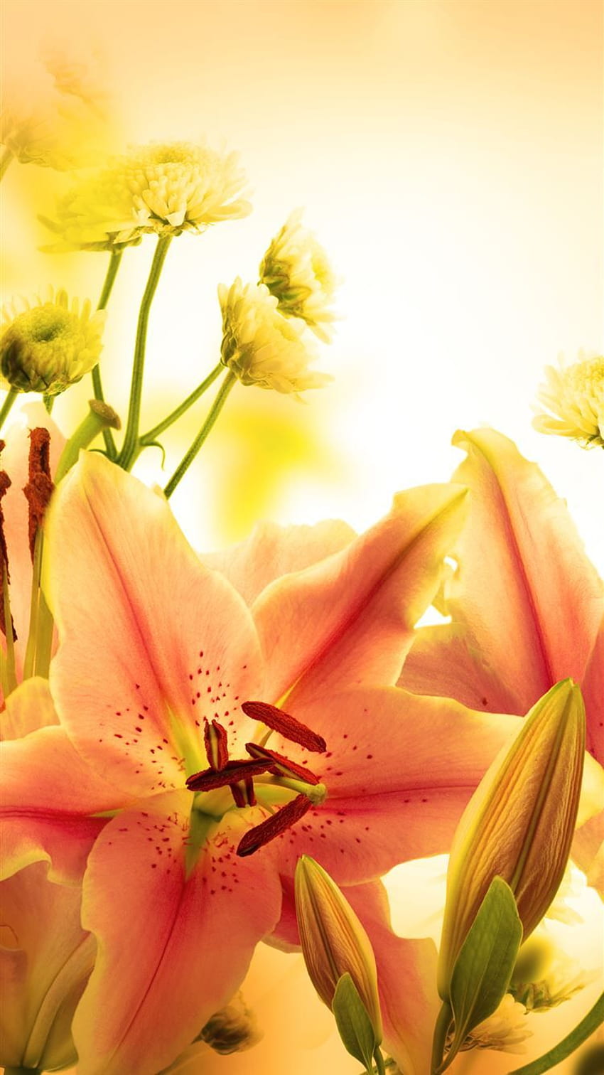 Elegant Orange Lily iPhone 8, Elegant Yellow HD phone wallpaper