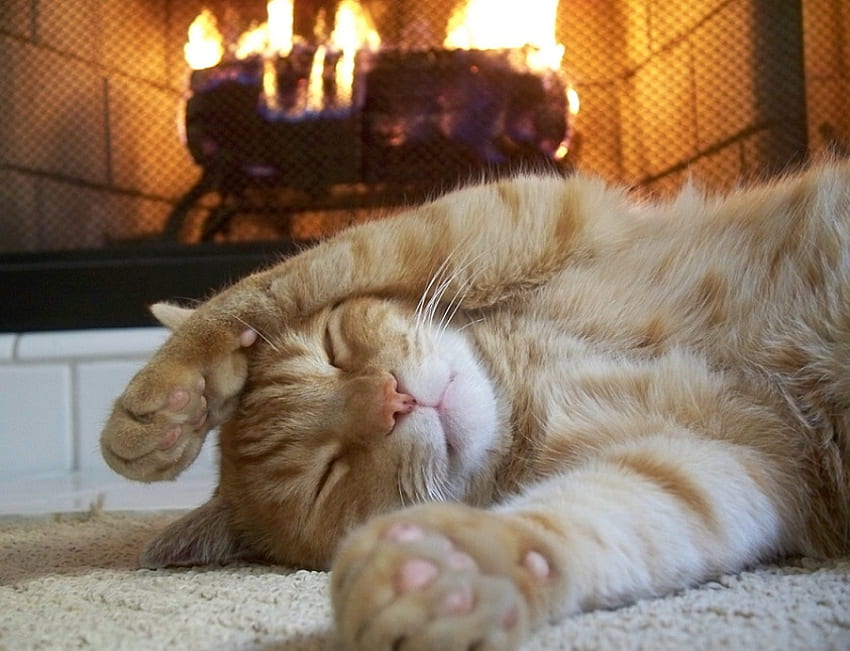 cozy, cat, fireplace, sleeping HD wallpaper