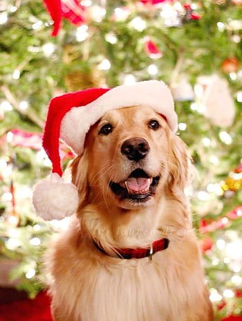 Christmas Puppy Stock Photo  Download Image Now  Christmas Dog Puppy   iStock