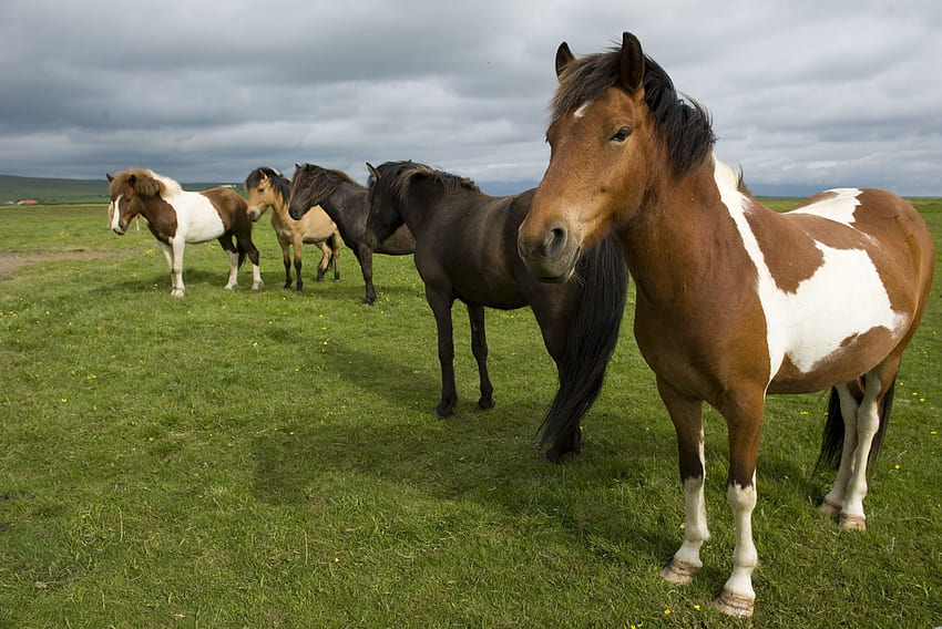 Animali, erba, cavalli, mandria, stare in piedi, stare in piedi Sfondo HD