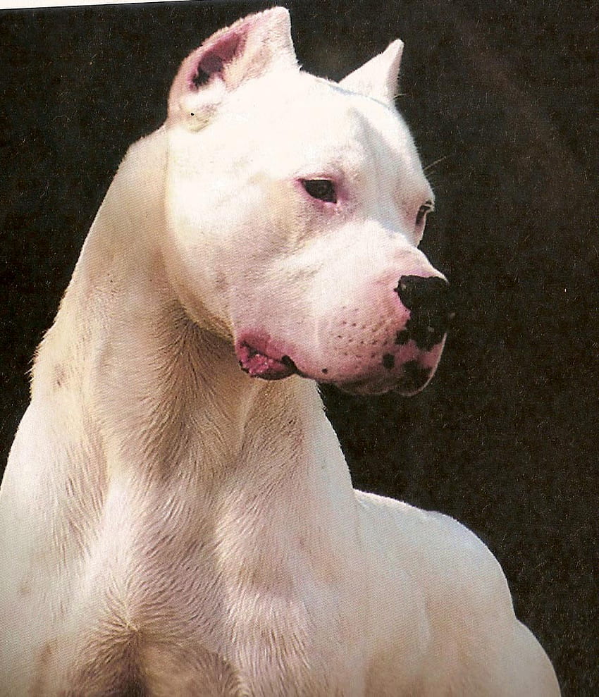 Dogo Argentino HD phone wallpaper