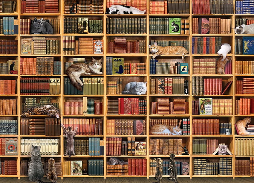 :), arte, prateleiras, livro, pisici, gato, biblioteca papel de parede HD