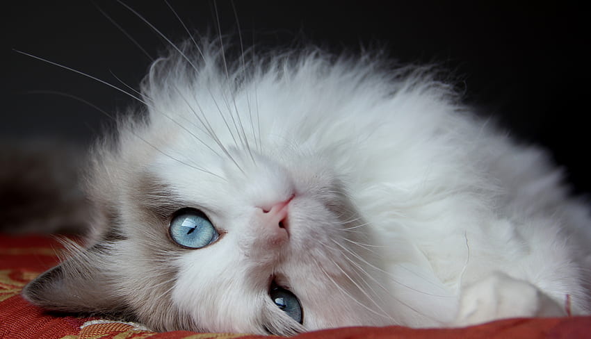 Animals, Cat, Lies, Eyes, Fluffy Cat, Beautiful Cat HD wallpaper