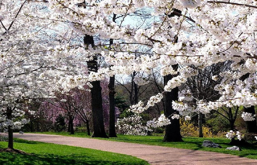 Sakura., colour, spring, tree, petal, park, cherry, flower, sakura, nature, blossom HD wallpaper