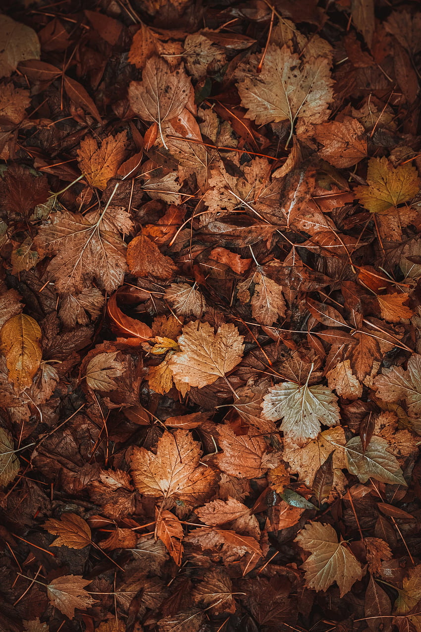 Autumn, Leaves, Macro, Brown, Dry, Fallen Leaves, Fallen Foliage HD phone wallpaper