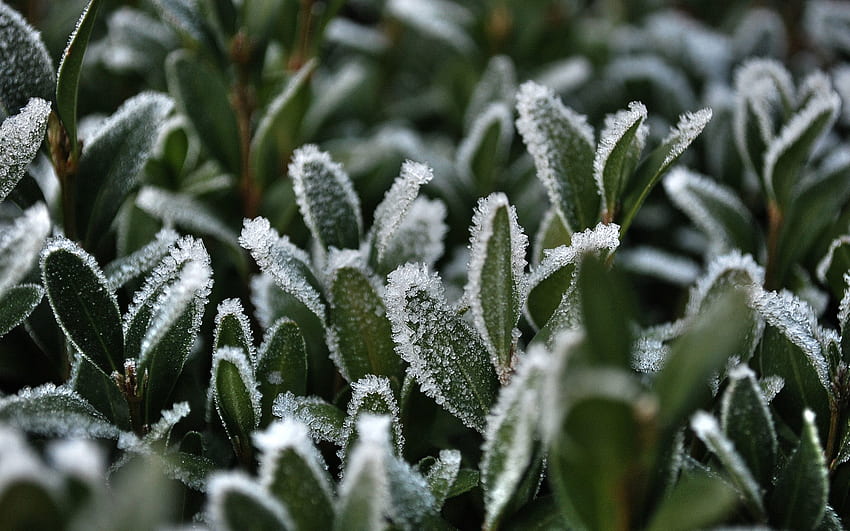 잔디, 눈, 매크로, 프 로스트, 흰 서리 HD 월페이퍼