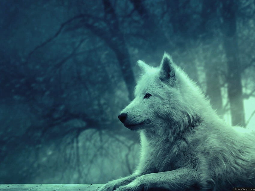 Wolf Light Forest Wild Calm Peace – Stock HD wallpaper