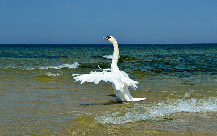 hermoso cisne, azul, mar, alas, blanco, cisne, agua, océano fondo de pantalla