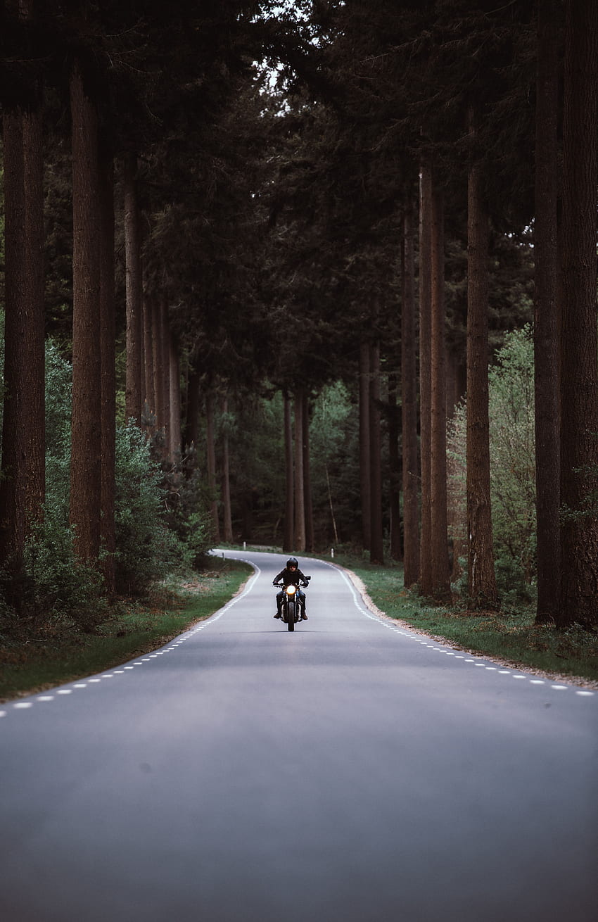 오토바이, 도로, 회전, 숲, 운동, 교통, 오토바이 타는 사람 HD 전화 배경 화면