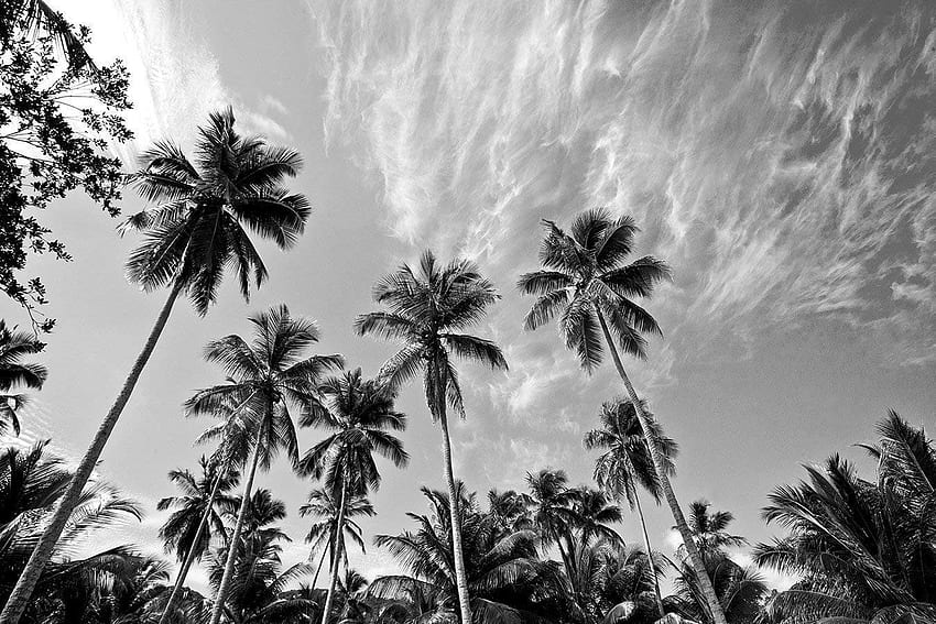 Coastal Decor Beach Black and White Palm Tree and Sky Print or Canvas : Handmade Products HD wallpaper