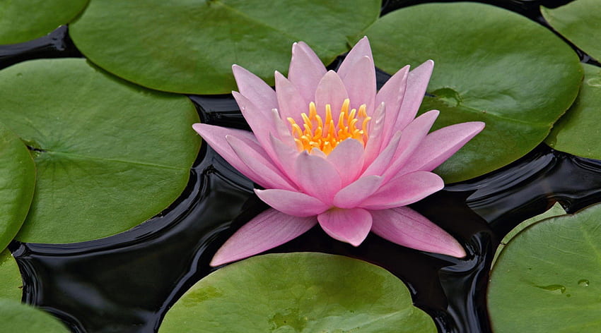 Lotus flower, pink, lily pads, water, lotus HD wallpaper