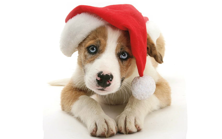 anak anjing natal, anjing, hewan, putih, mata biru, craciun, anak anjing, natal, mengais, santa, topi, caine Wallpaper HD
