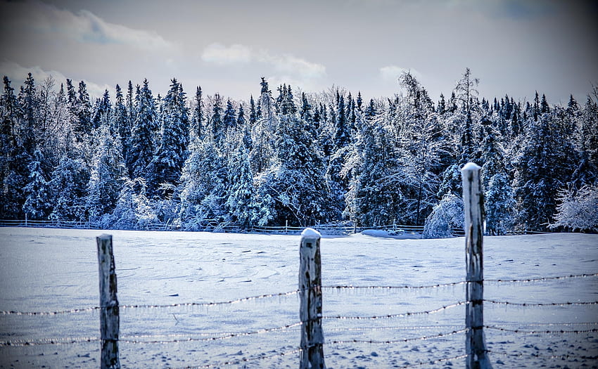 冬, 自然, 木, 雪, フェンス 高画質の壁紙