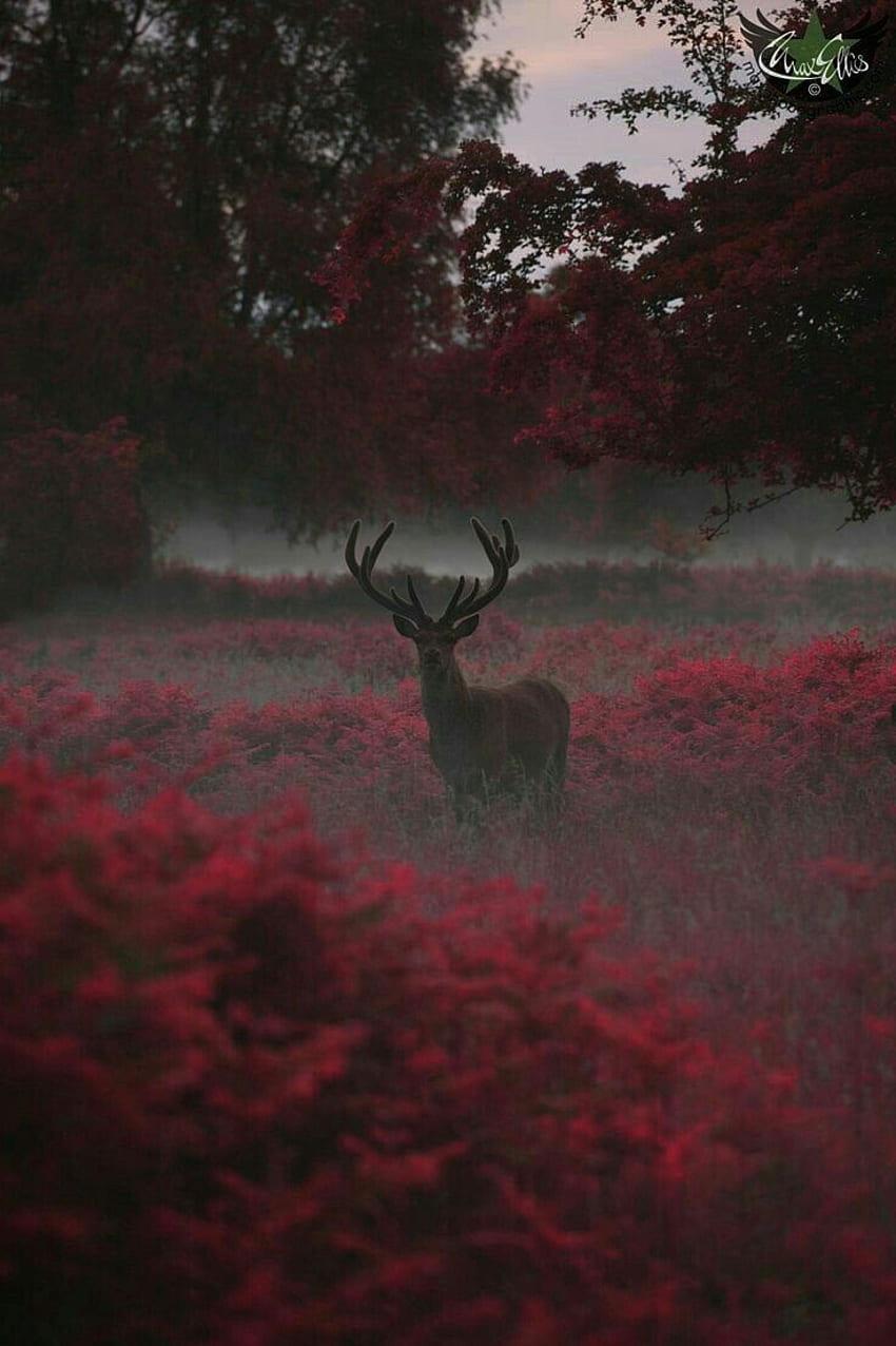 Teschio di cervo rosso, estetica di cervo Sfondo del telefono HD