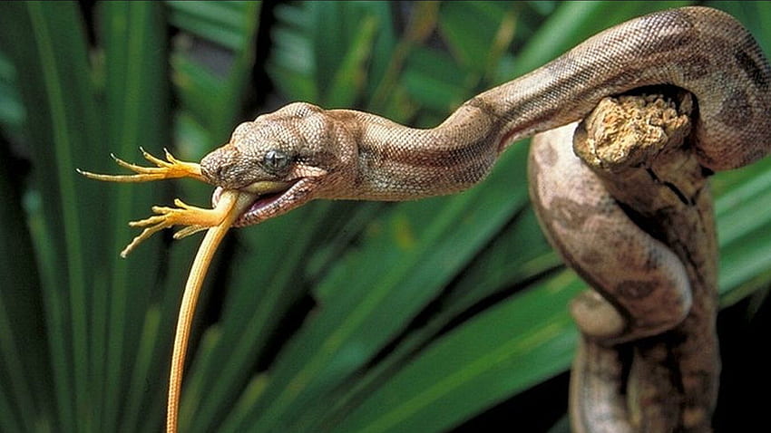 Snake, Boa Constrictor HD wallpaper
