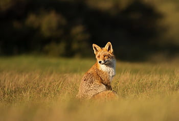 Fox, cunning, animal, tail HD wallpaper | Pxfuel