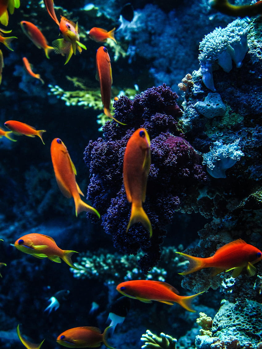 Aquarium fish HD wallpapers | Pxfuel