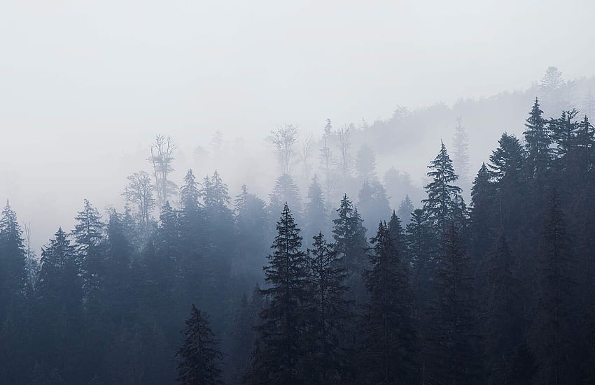 Blauer Wald, grauer Wald HD-Hintergrundbild