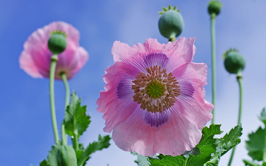 Bunga poppy, biru, musim panas, merah muda, mac, poppy, bunga, hijau Wallpaper HD