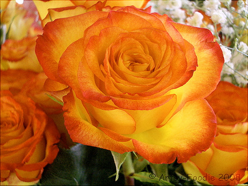 Autumn rose, rose, yellow, flower, orange, gold HD wallpaper