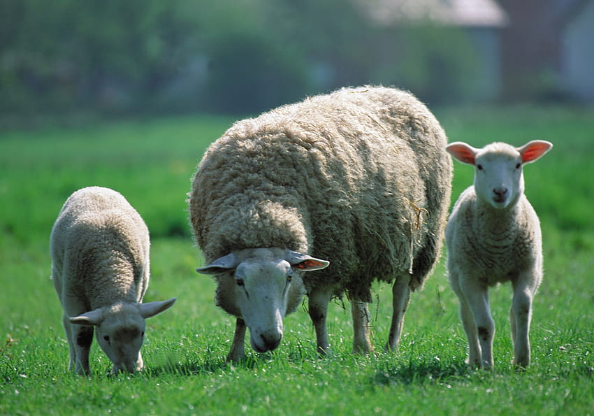 Zwierzęta, dzieci, trzy, owce, pastwiska, owce Tapeta HD