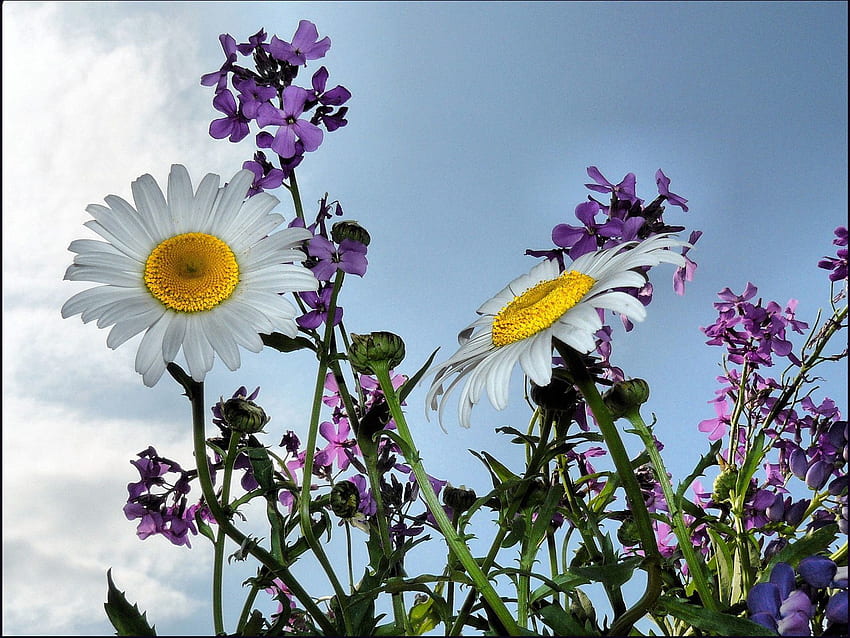 Flowers, Sky, Summer, Camomile, Glade, Polyana HD wallpaper
