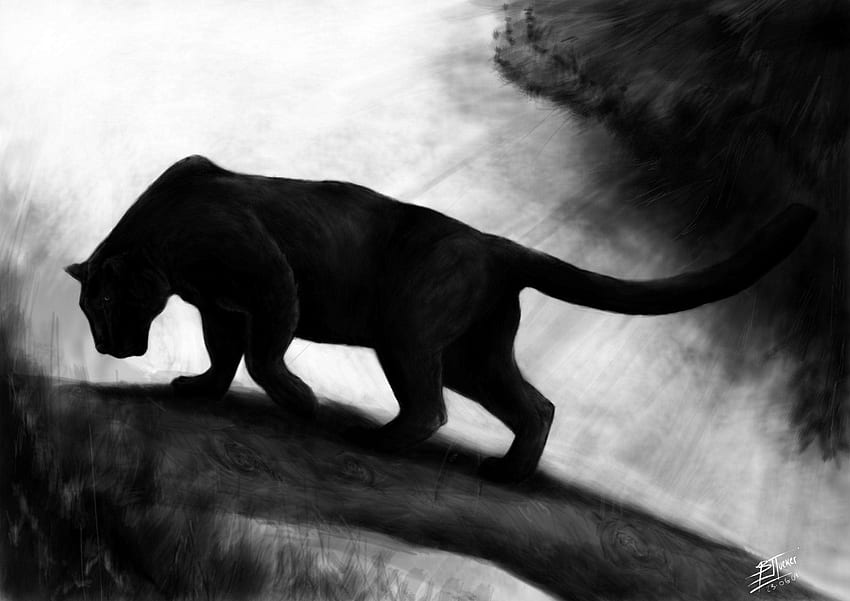 Panther Wallpapers  Top Free Panther Backgrounds  WallpaperAccess
