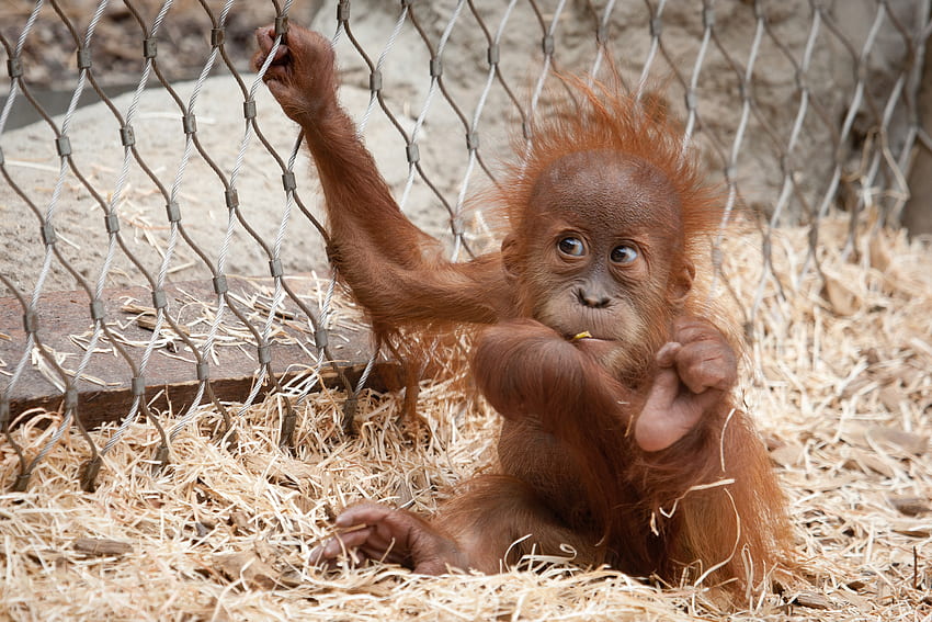Title Animal Orangutan Monkeys - Baby Orangutans - - HD wallpaper