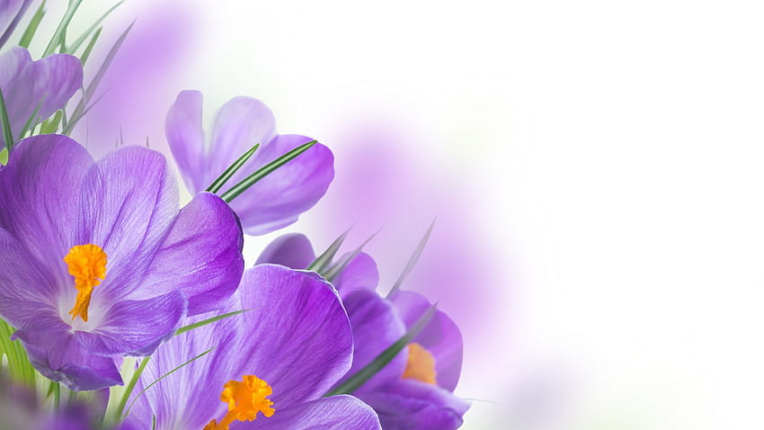 Purple Spring Flowers Is . Pintura en tela flores, Flores, Imágenes de fondo HD wallpaper